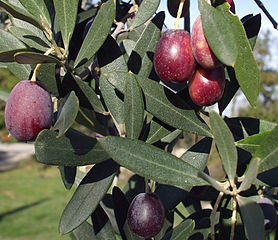olives awaiting harvest-Abruzzo