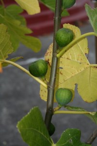 Late figs 3