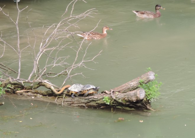 Turtles and ducks along the river.