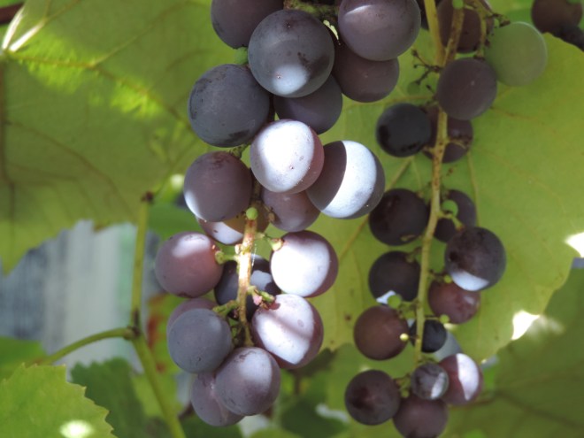 I don't remember the variety of these. We have four vines of red/purple grapes. 
